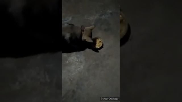 Щенок Западно сибирской лайки 2.5 месяца ,воспитание 2ч смотреть онлайн