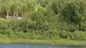 Подберезовка, пляж под Кузнечихой, Природа Подосиновского района, река Юг, июнь 2019