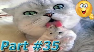 Подборка видео с забавными животными май 2024. Part #35 #dog #cat #animals #video #smile #new