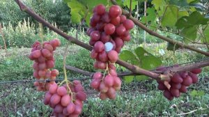 ГФ   винограда  Дженифер  2019