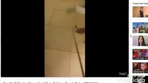 Что будет если раздавить матку паука