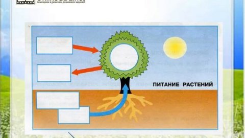Задание 1 Солнце, растения и мы с вами - Окружающий мир 3 класс (Плешаков А.А.) 1 часть