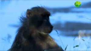 Птицы Африки #DenV. дикий мир #DenV.