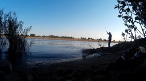 Лов хищника на отводной поводок в улове берш.