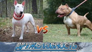 Бультерьер против питбуля-КТО ПОБЕДИТ!!!//батл собак//(ANIMALS BATTLE BIT).