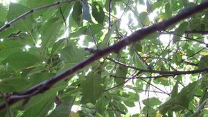 Дача. Королева вишня "Сеянец №1". 09.07.2019