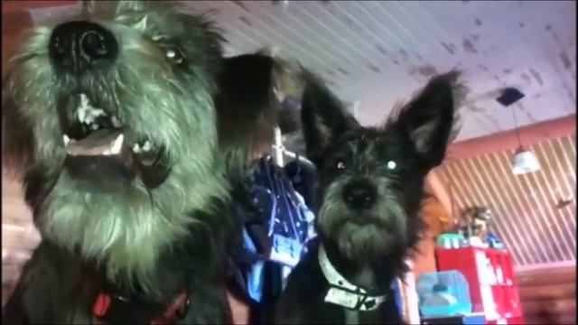 Зойка История собаки, которой, благодаря терпению и заботе людей, удалось обрести здоровье и довери смотреть онлайн