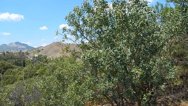 Старт на Карадагский заповедник смотреть онлайн