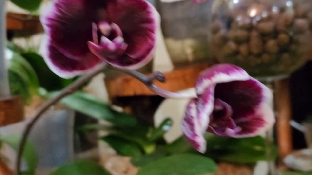 Обзор домашнего цветения растений! смотреть онлайн