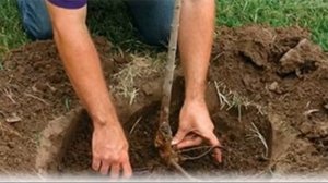 Выращивание сорта груши августовская роса