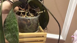 Phalaenopsis schilleriana "MSH" фаленопсис Шиллера