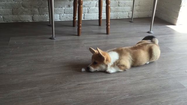 ВЕЛЬШ КОРГИ ПЕМБРОК - знакомство со льдом | PEMBROKE WELSH CORGI смотреть онлайн