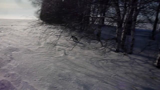 Охота на.зайца следы.охоту.12.01.2019. смотреть онлайн