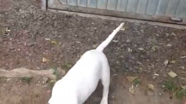 День из жизни Гриши / гуляем / ужасная речка/ Гриша- Мини бультерьер смотреть онлайн