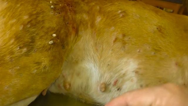 Huge Maggots & Mangoworms Cleaning From Stray Dog ! Animal Rescue Video 2022 #20