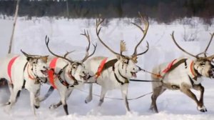 Кола Бельды - Песенка оленевода