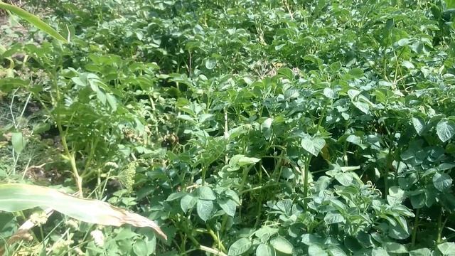 Картофель. Косить или не косить ботву??? смотреть онлайн