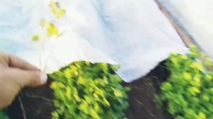 Выращивание кинзы