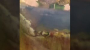 Торты "Остров