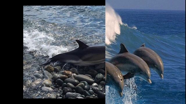 Дельфины, море,крик ?, природа,гармония,счастье,радость,для Души,умиротворение,спокойствие ? ? ? смотреть онлайн