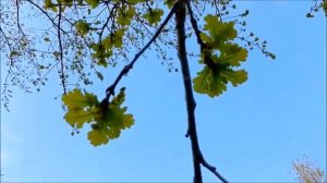 Весна. Пробуждение  Природы.  Весеннее  Пробуждение  Природы