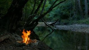 Желтеют кончики листьев у лука, что делать?