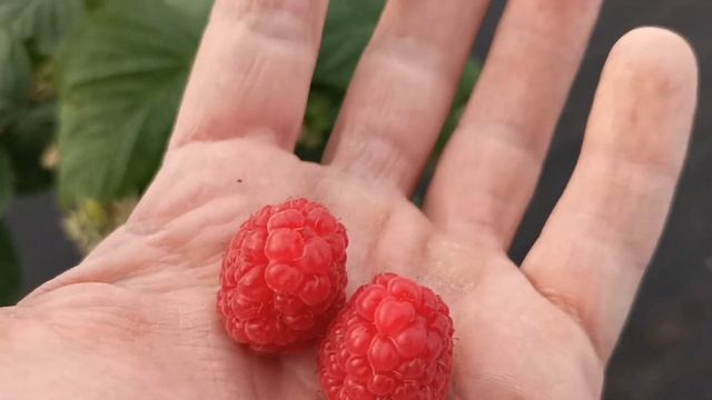 Моя малина Амира смотреть онлайн