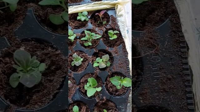 Coleus aus Samen|Колеус из семян? #africanviolet #usambaraveilchen