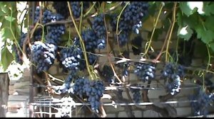 Виноград  Блэк Гранд - сверхурожайный и морозостойкий (Grapes Black Grand)