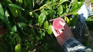 Персик Елгавский,21.08.2022.