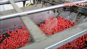 Мойка редиса, линия мойки и доработки редиса, редис рф