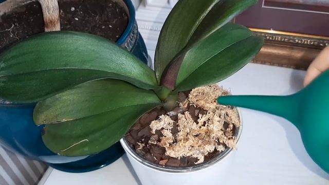 Поливайте орхидеи правильно и вы получите ветвистые цветоносы и непрерывный рост растения смотреть онлайн