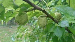 Маклюра яблоконосная (дат. Orangemorbær / osageorange лат. Maclura pomifera)