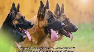 Немецкая овчарка: уход за щенком и взрослой собакой