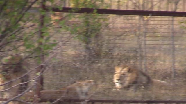 Ещё один репортаж из секции Вай-Фаев: дружные ребята. Октябрь 2020 смотреть онлайн