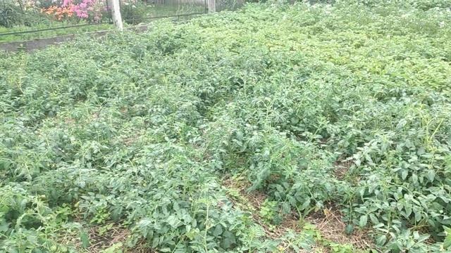 Ленивый способ выращивания томатов в открытом грунте
