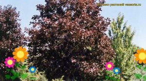 Клен ясенелистный Роял Ред. Краткий обзор, описание характеристик acer platanoides Royal Red