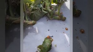 #болезни_бегоний /мучнистая роса/бегония элатиор/чем лечить/