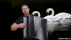 Белый лебедь на пруду на баяне