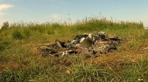 Маленькая и молодая птичка напала на полчище мух и уничтожает их пачками!