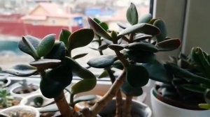 Всё обрезать, всё переукоренить. Мои кактусы и суккуленты.