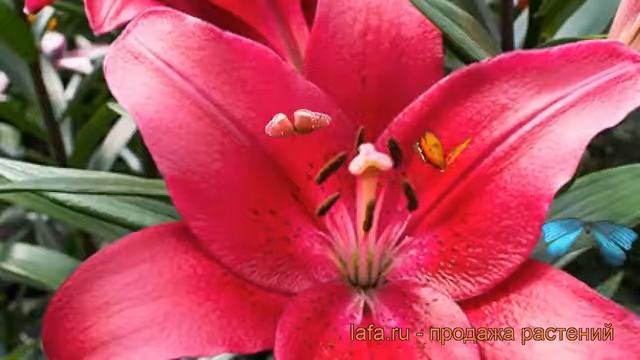 Лилия ла-гибрид Батистеро (lilium) ? лилия Батистеро обзор: как сажать луковицы лилии Батистеро смотреть онлайн