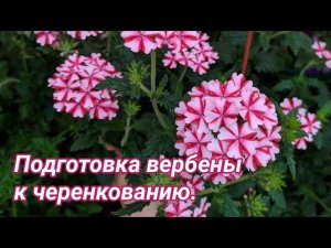 Вегетативная вербена. Подготовка маточного растения к черенкованию.