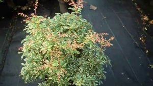 Pieris japonica Little Heath