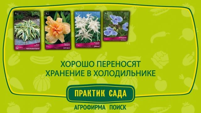 Травянистые многолетники