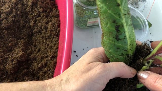 Уход за укоренёнными листьями глоксиний и пересадки