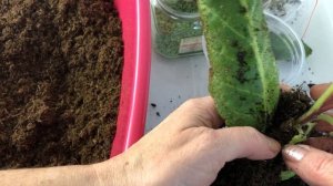 Уход за укоренёнными листьями глоксиний и пересадки