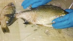 Как быстро почистить рыбу за 5 минут.? Рыбочистка поможет облегчить процесс чистки рыбы.