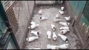 Армения Эчмиадзинский район деревня Мердзаван ! Армянские голуби Вахинака 《 часть 1 》