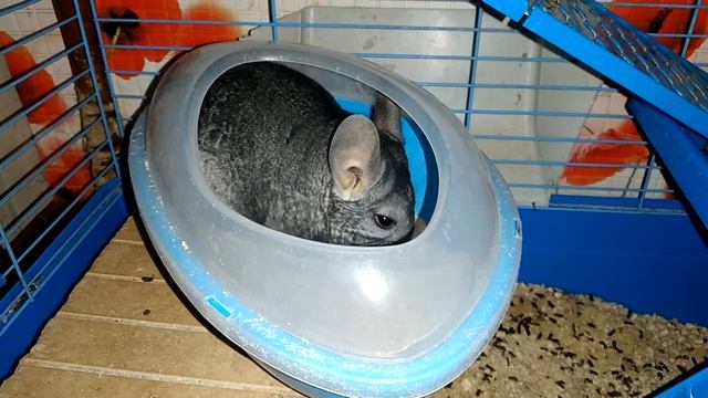 шиншилла купается в песке смотреть онлайн